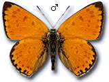 Lycaena (Thersamonia) ochimus