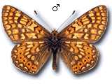 Euphydryas (Eurodryas) orientalis