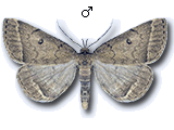 Zanclognatha zelleralis