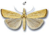Agriphila straminella