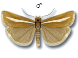 Catoptria furcatellus