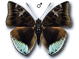 MU