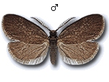 Proutia betulina