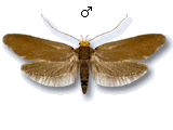 Crassa unitella