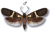 Dasycera oliviella