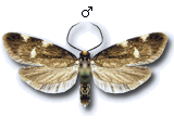 Telechrysis tripuncta