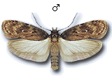 Depressaria (Depressaria) albipunctella