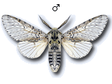 Cerura (Cerura) vinula