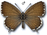Cacyreus marshalli