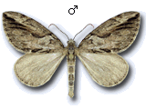 Thera cupressata