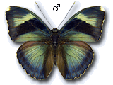 MU