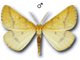 Aspitates (Napuca) ochrearia