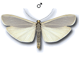Eilema (Eilema) caniola