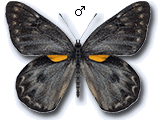 MU