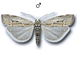 Agriphila tolli