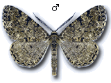 Deileptenia ribeata