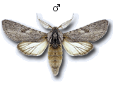 Dicranura ulmi