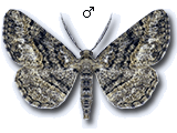 Paraboarmia viertlii