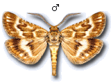 Synaphe moldavica