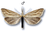 Minetia criella