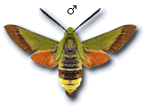 Hemaris (Hemaris) croatica