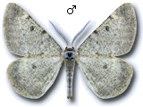 Sciadia zelleraria