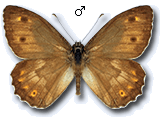 Hipparchia (Parahipparchia) maderensis