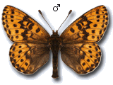 Boloria (Clossiana) polaris