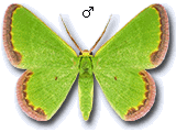 Eucrostes indigenata