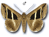 Grammodes bifasciata