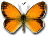 Coenonympha corinna