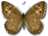 Hipparchia (Pseudotergumia) fidia