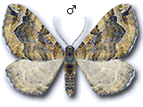Pelurga comitata