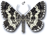 Epirrhoe tristata
