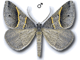 Perigune convergata