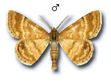 Emmiltis pygmaearia