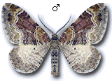 Xanthorhoe spadicearia