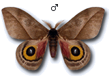 MU
