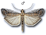 Pempeliella sororiella