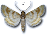 Metasia hymenalis