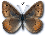 Pseudochazara graeca
