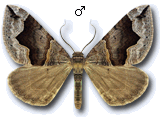 Scotopteryx moeniata