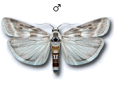 Bradyrrhoa gilveolella