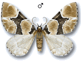 Gagitodes sagittata