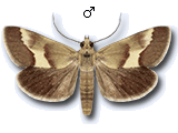 Tegostoma baphialis