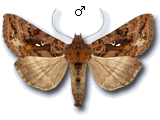 Plusiinae