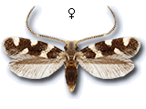 Eudarcia rutjani