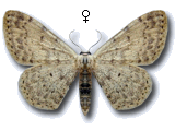 Scopula (Ustocidalia) marginepunctata