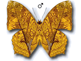 MD