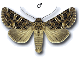 Hadeninae